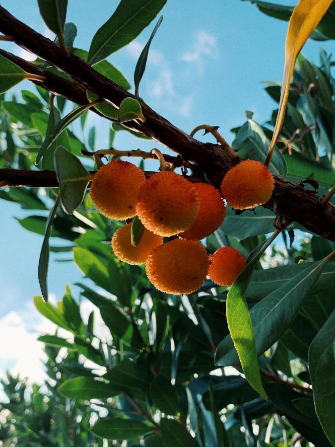 La Casa Di Ester Nel Cilento Angellara Ngoại thất bức ảnh
